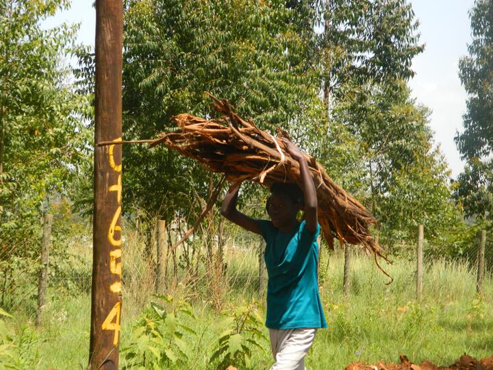 Traditional way of caring fire wood